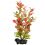 Ludwigia repens ( Red Ludwigia) - Pflanze Tetra 23 cm, M