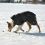 Hundemantel Trixie Orléans schwarz, L 55 cm