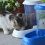Futterautomat Zenith für Hunde und Katzen - 3L